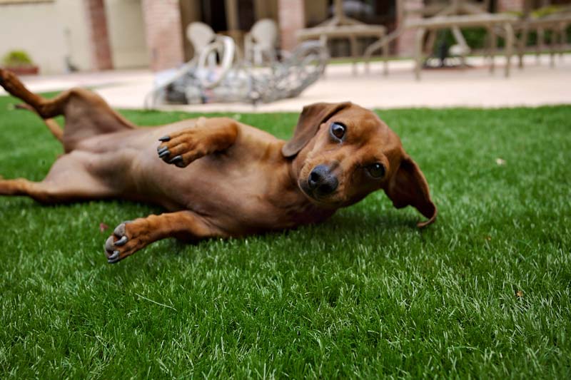 Dog laying on artificial grass