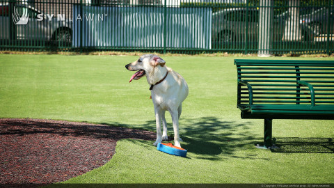Dog playing on artificial grass from SYNLawn
