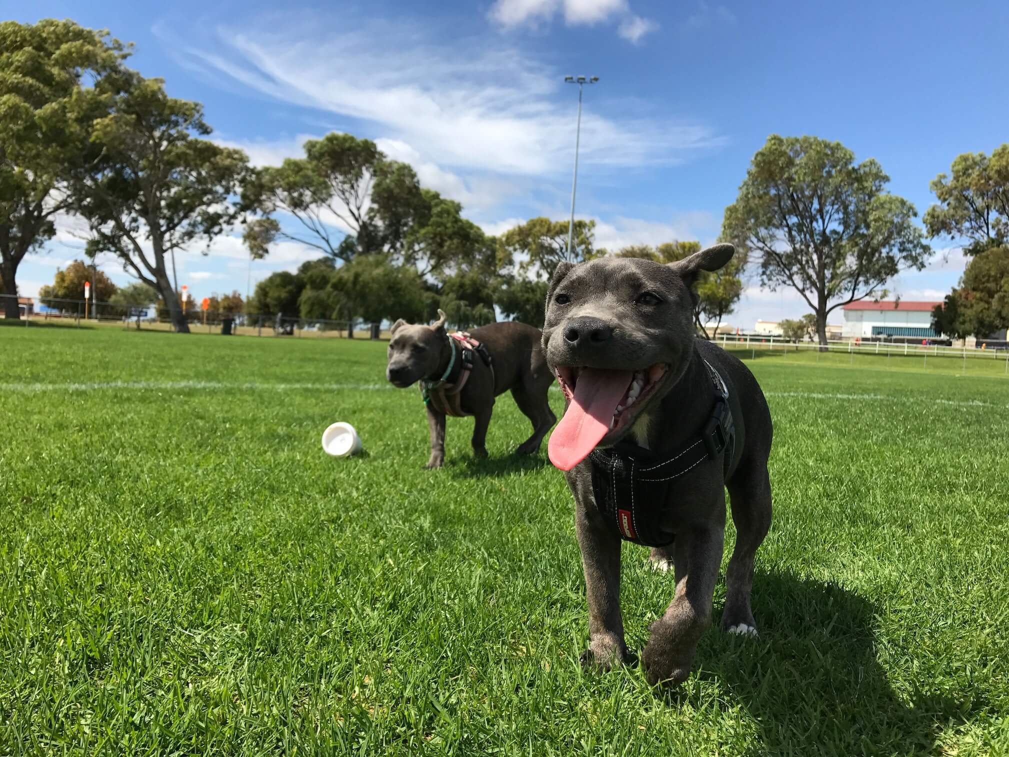 Dogs playing on artificial grass