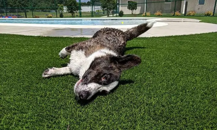 artificial-grass-dog-run-synlawn-1 Dog relaxing on artificial grass from SYNLawn