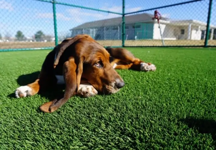 artificial-grass-dog-run-synlawn-2 Artificial grass dog run from SYNLawn