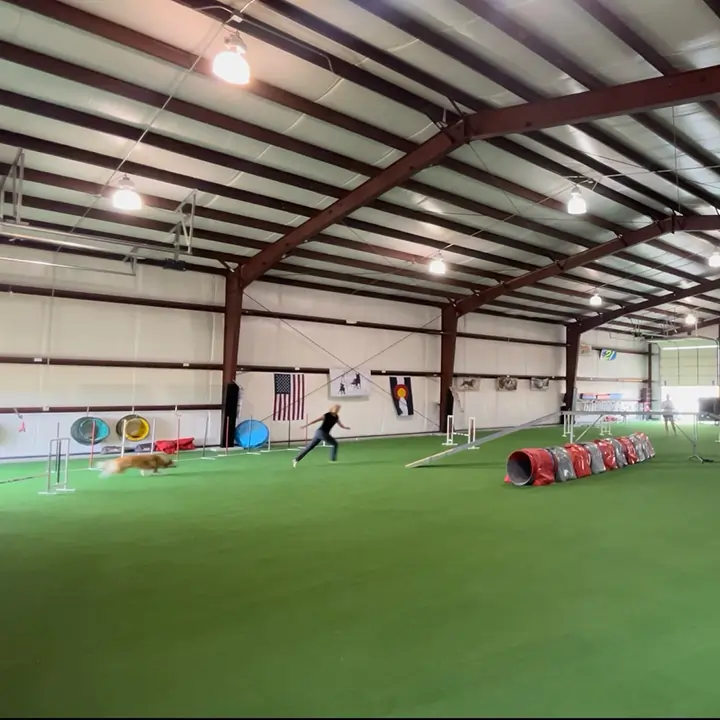 Indoor artificial grass dog run from SYNLawn
