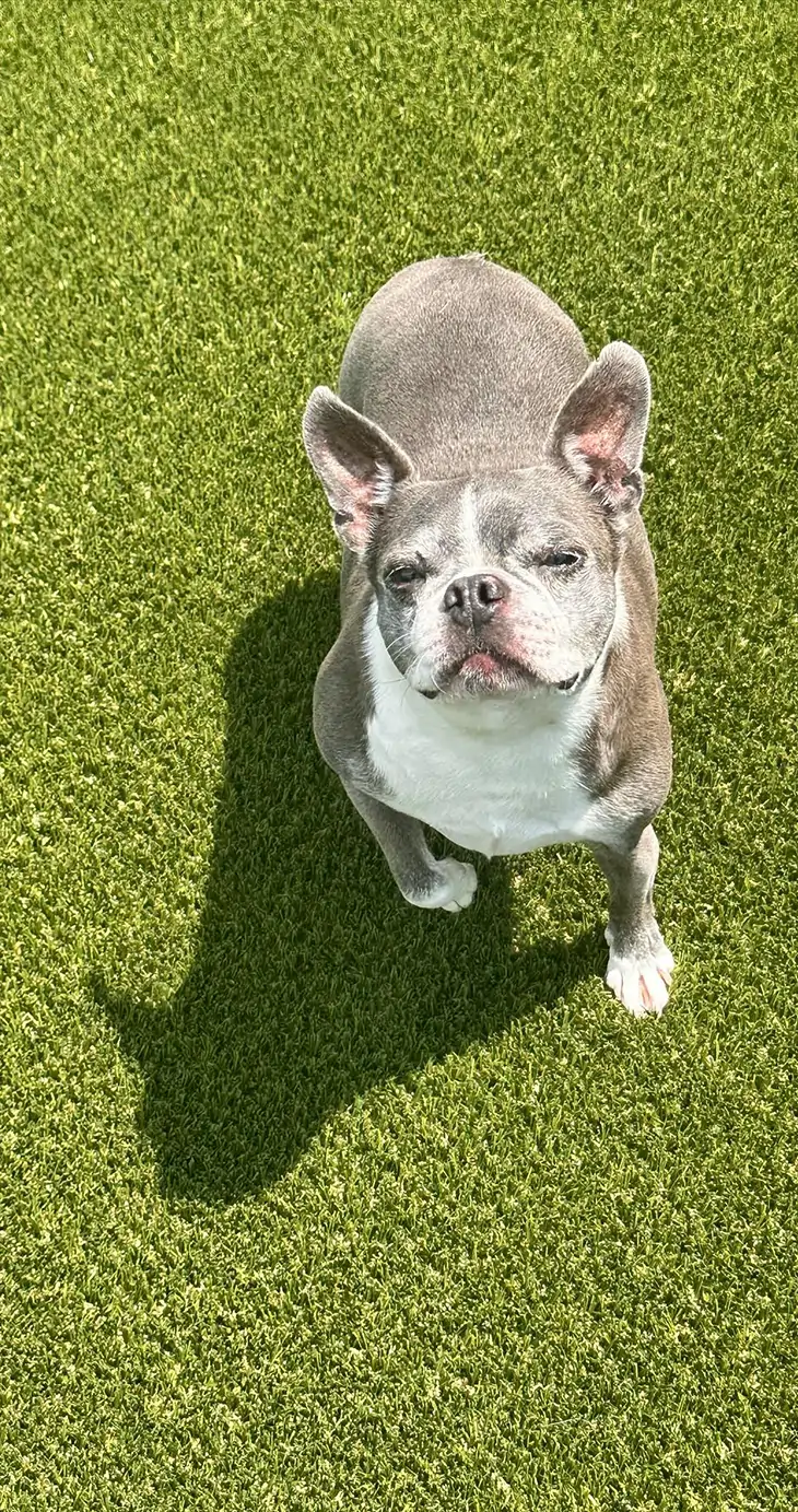 synlawn-sc-pet-turf-faq Dog playing on artificial grass from SYNLawn